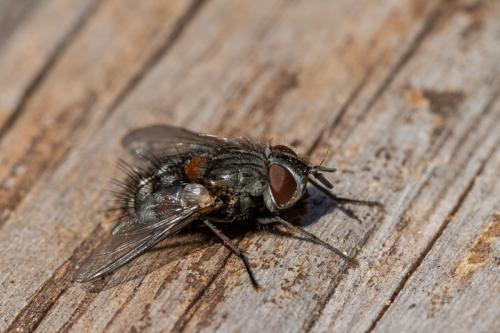 Réf. 252 234 : Carcelia lucorum
